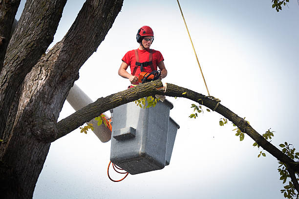 Best Local Tree Services  in Parowan, UT